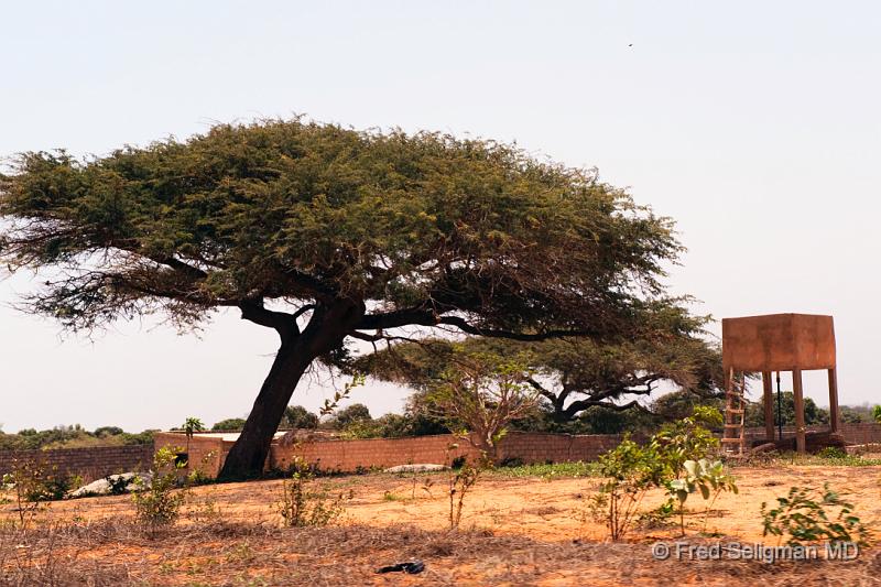 20090529_124502 D3 P1 P1.jpg - Baobab tree near Pink Lake, Senegal